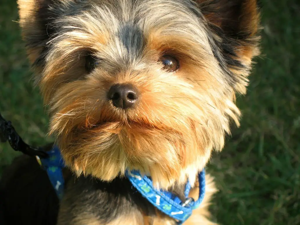 does a yorkie puppy muzzle change as they get older