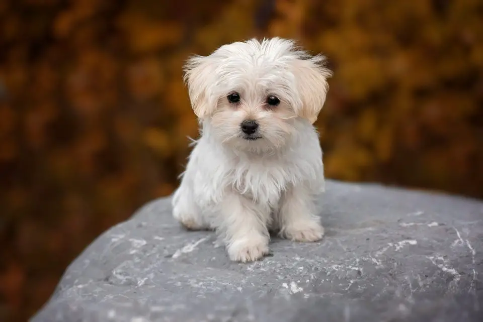 types of maltese dogs