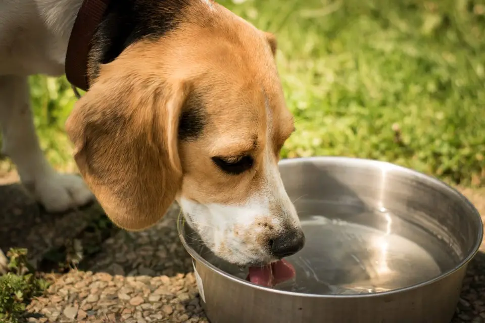A beagle drinking water
