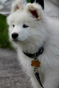 A White puppy