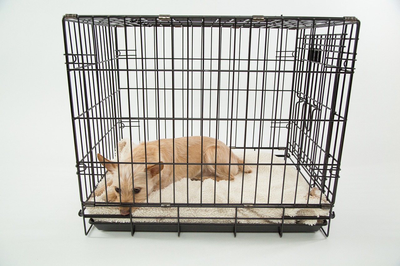 The Best Crates For Dogs With Separation Anxiety Top Tips and Tricks!