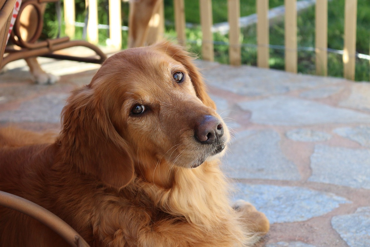 goldendoodle and golden retriever