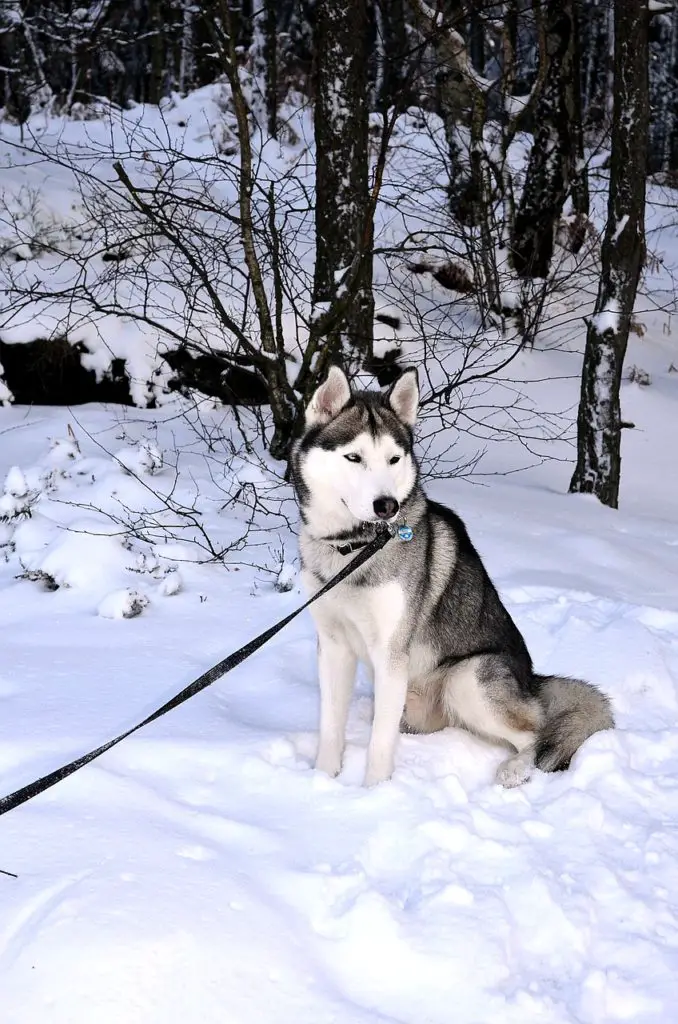 Husky vs Akita - A Detailed Comparison of Both Dog Breeds! - Officially