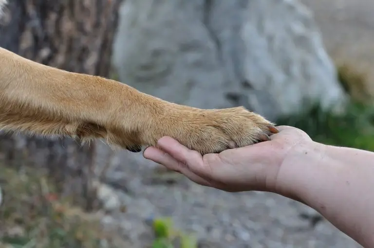 How to Teach a Dog to Give Paw Easy Dog Tricks For Beginners