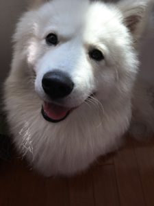 Smiling white dog 