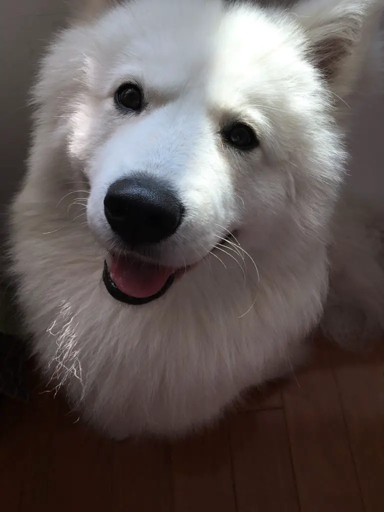 Husky vs Samoyed - A Detailed Comparison of Both Dog Breeds!