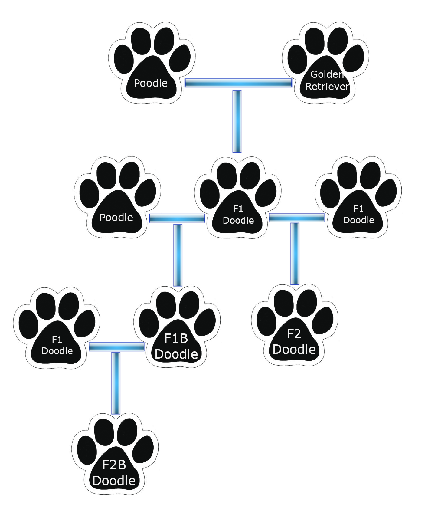 When do Goldendoodles Shed Their Puppy Coat? Goldendoodle Info