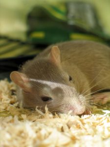 Gerbil Sawdust Bedding