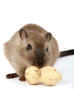 Gerbil eating a peanut