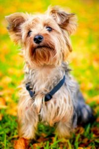 Yorkshire terrier