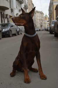 Large Doberman in a road