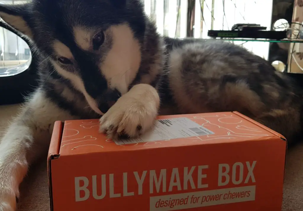 Husky with a bullymake box
