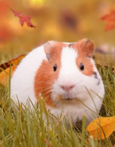 Guinea Pig