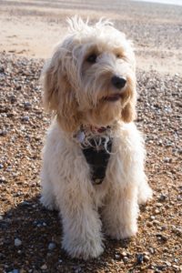 Cockapoo dog on a beach