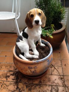 Dog sitting on a plant pot