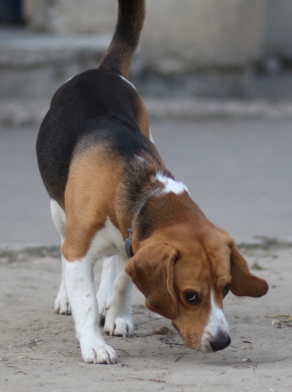 Jack Russell vs Beagle A Detailed Comparison of Both Dog Breeds!
