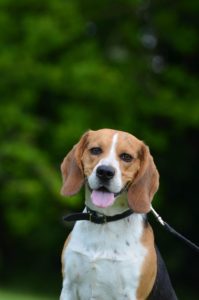 Smiling beagle