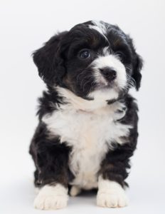 A cute Bernedoodle puppy