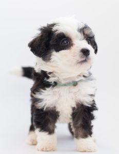 Cute Bernedoodle puppy