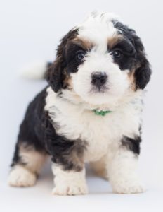 Cute bernedoodle puppy