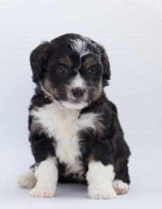 A cute bernedoodle puppy