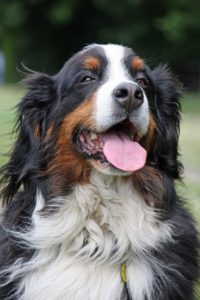 long haired smiling dog