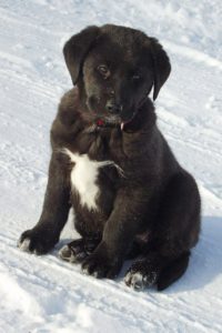 Labrador puppy