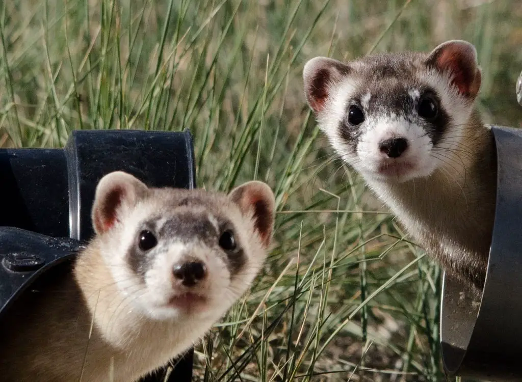 Do Ferrets Need Chew Toys? The Best Chew Toys for Ferrets!