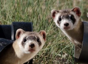 ferret chew toys