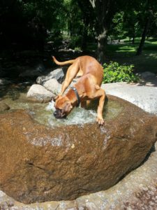 Boxer dog with water