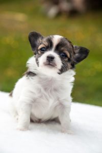 Small white, black and brown dog