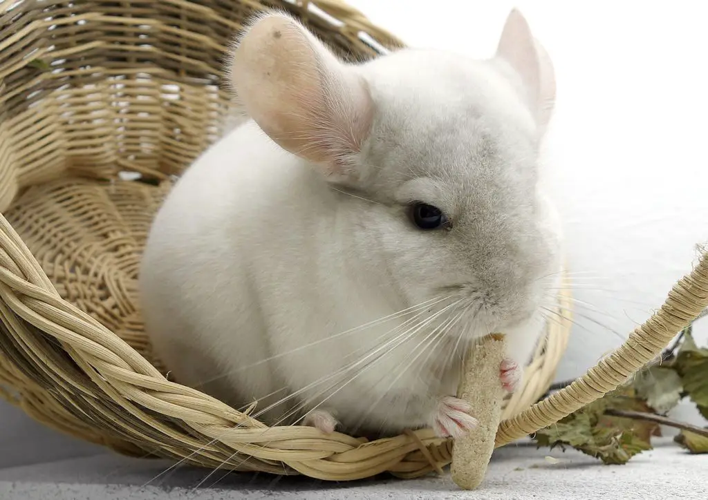 Best Food For Chinchillas How to Give Them a Healthy Diet!