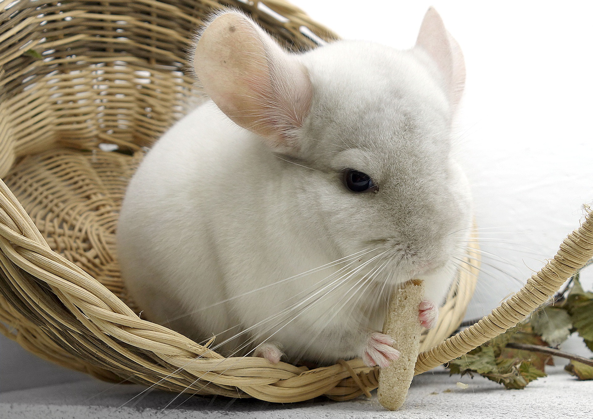 Best Food For Chinchillas How to Give Them a Healthy Diet!