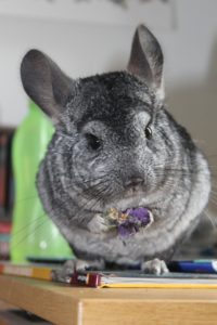 What do Chinchillas Need? - A Complete Chinchilla Supplies List!