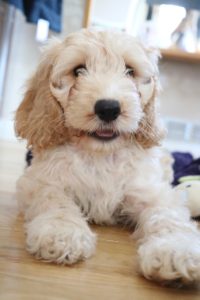 A happy cockapoo dog