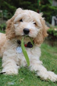 Cockapoo puppy eating grass