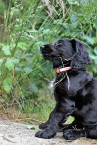 Black puppy