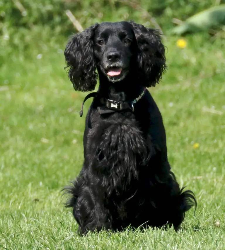 Cocker Spaniel vs Golden Retriever - A Detailed Comparison Of Both Dogs