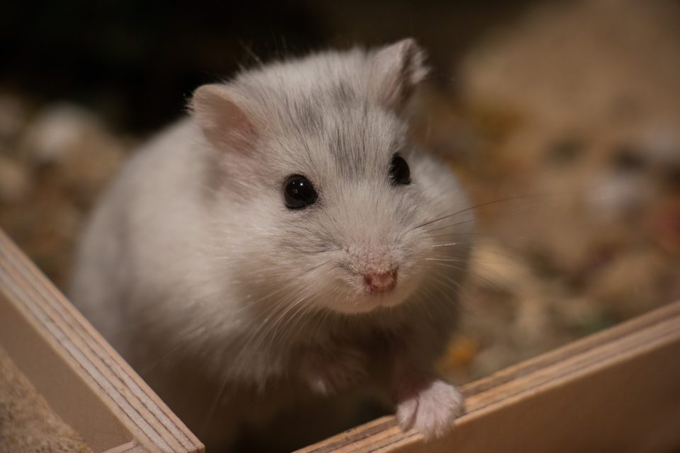 Dwarf hamster in bedding