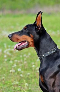 Large black and brown dog