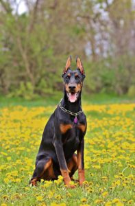 Doberman Vs Labrador A Detailed Comparison Of Both Dog Breeds