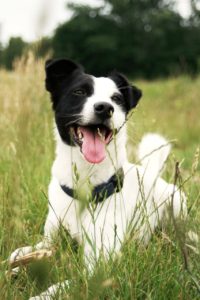 Smiling Dog