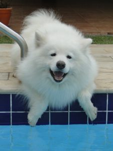 A Samoyed by water