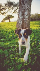 A cute dog in nature