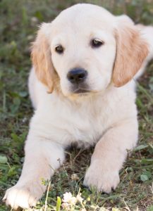 A cute golden retriever puppy