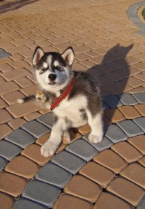 Smart husky puppy 