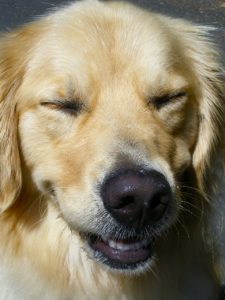 golden retriever waiting for toothpaste