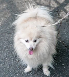 pomeranian