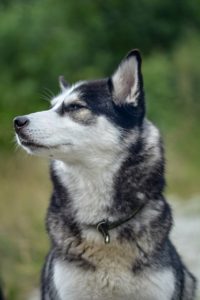 A proud looking husky