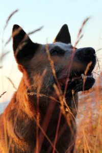 longest living large dog breeds